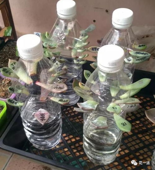 冰镇矿泉水瓶大法：降温补水两不误