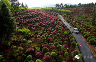 春天的红叶石楠