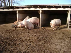 种猪场配种妊娠舍高效养殖管理