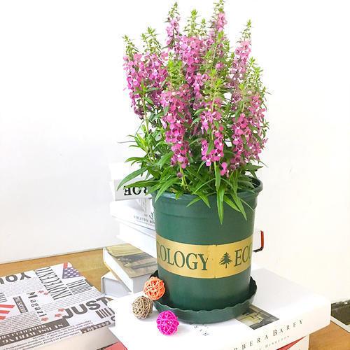 花花藤根的多样性