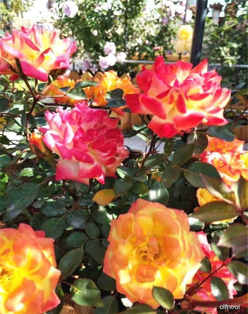 优点多多， 引人注目