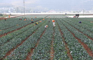 广东大田种什么花耐湿热？亩产增收3.7万的种植方案推荐！