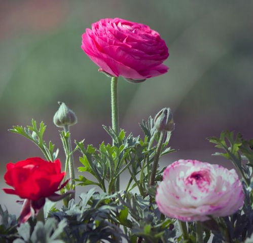 花毛茛的根：球根的秘密