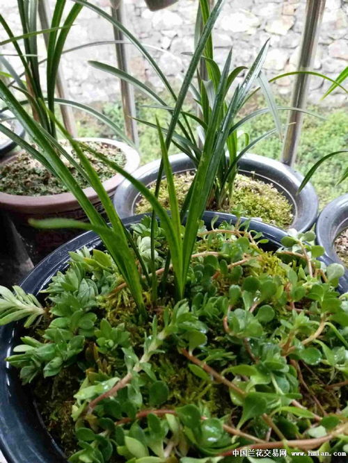 高深花盆适合种植哪些耐阴且根系发达的室内植物