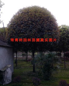 云南树多多苗木科技有限公司，桂花树苗品种大盘点！