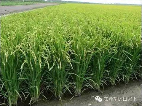 娃娃菜产量与品种