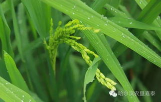 这类田块应提早到倒5叶期开始施穗肥