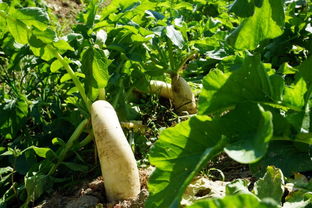 打药时机要讲究