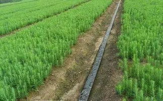 柳树品种繁多，新发现的品种“翠影”叶色翠绿