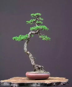 学习盆景，跟着高手学！