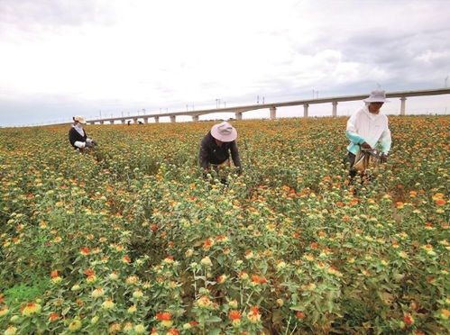 “红花采摘季节是什么时候？如何判断红花开放的最佳采摘时间