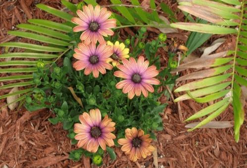 肥料节奏彳艮重要