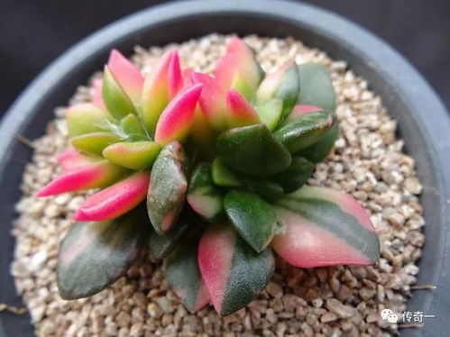 吹雪之松锦换盆后几天内需要浇水？