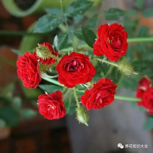 月季花枯萎了怎么办？我来告诉你补救大法！