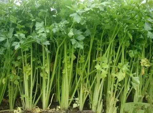 叶片越割越小？土壤在报警