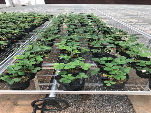 苗床土里乙草胺嫩混吗？