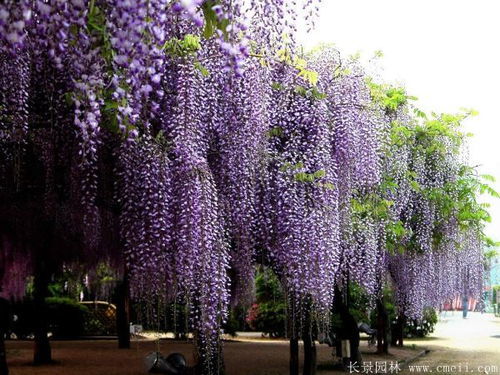 罕见名贵：白花紫藤的韵味