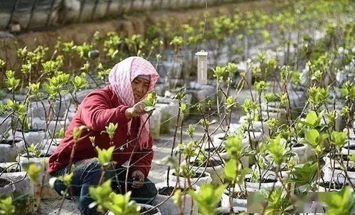 田间除草， 保持土壤湿润