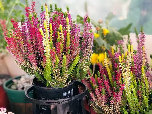 高山之巅， 花影婆娑——海拔1100米耐寒花卉种植探秘