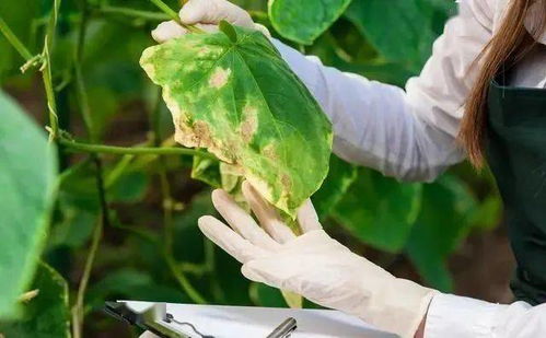 傻白甜篇：傻白甜篇