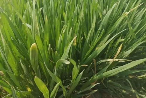 芸苔素与小麦除草剂：Neng混用吗？注意事项揭秘！