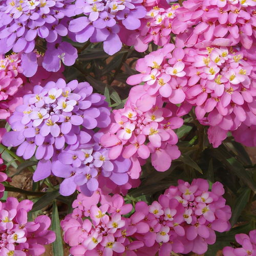 红黄白三色花， 嫁接技术来帮忙