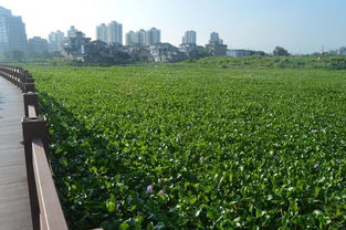 三大解毒方案， 拯救河道危机