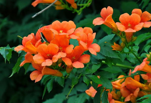 凌霄花在南方的冬天会不会枯萎呢？