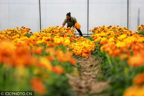 增加菊花的茎长：赤霉素的神奇作用