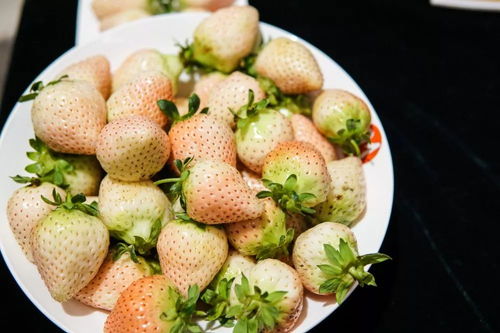 莲子种荷，如何挑选最佳品种