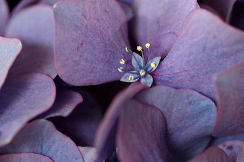 紫藤花中的非爬藤品种揭秘