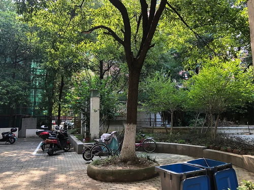 南京中山陵的虎耳草