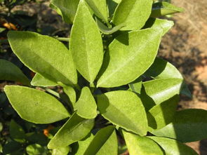 松脂甲维的困惑：茶园虫害防控的难题