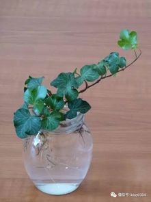 水养植物“水”发臭，原因何在