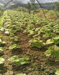 使用人参专用农药的小贴士