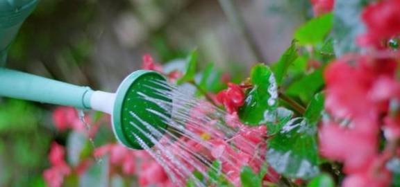 不同花草，不同浇水法
