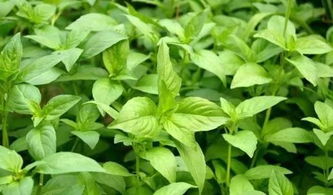 科学方法一：生物防治