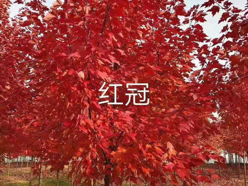 红冠红枫的价格查询