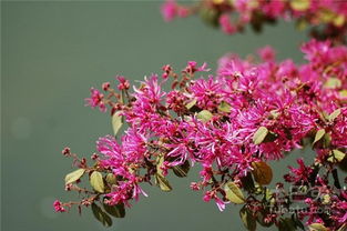 红花继木， 美丽又神奇的植物