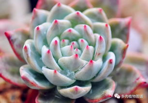 多肉植物在什么月份嫁接效果最佳？有没有什么季节或气候条件需要特别注意