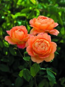 夏洛特夫人：清新淡雅， 家庭种植的理想选择