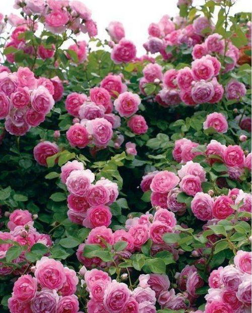 爱生活，爱月季