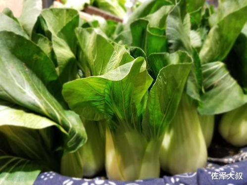 不同种类青菜保存时间有差异