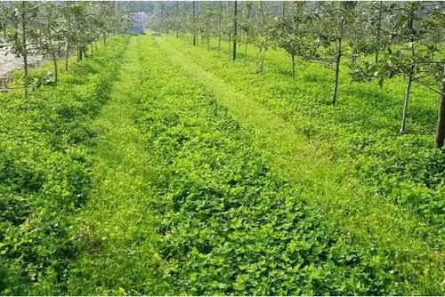 松树喜欢的土壤：大自然的秘密