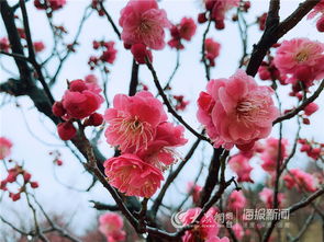 红梅，冬季盛开