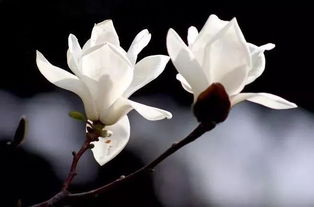 广玉兰种子泡发的时间与温度