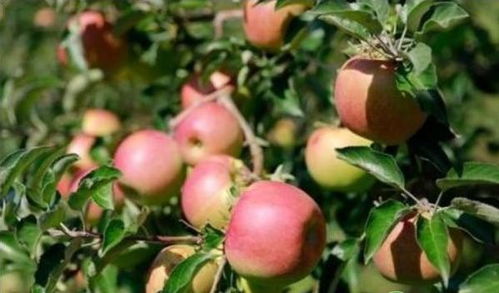 十、苹果套袋后第一次打什么药，应该防治什么病或虫？