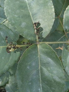 黑斑出现了咋个搞？