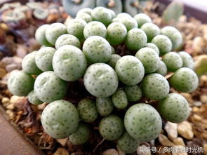 夏日炎炎，多肉植物如何平安度夏？