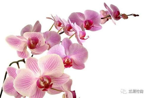 探究蝴蝶兰喜阴还是喜阳？